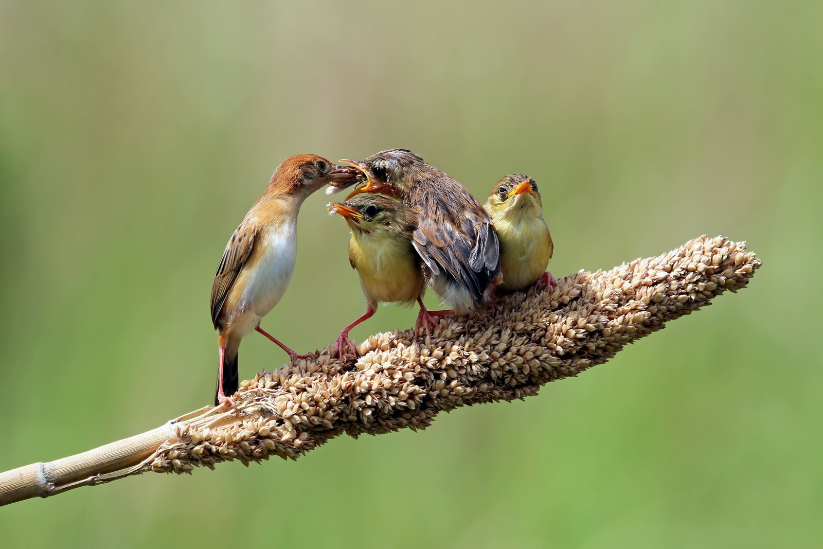 Birding Machans near Tadoba forest