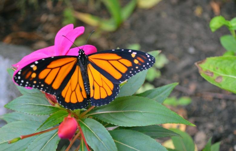 Butterfly garden near Tadoba National Park