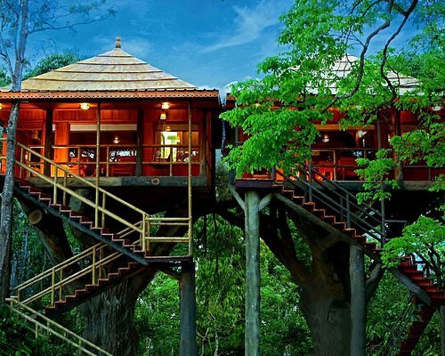 Forest log hut accommodation near Tadoba
