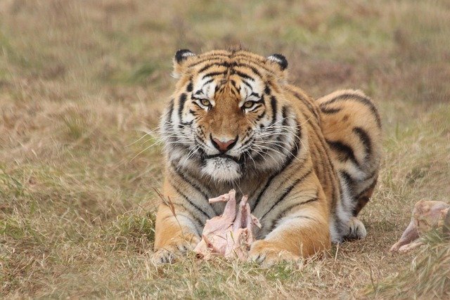 Tipeshwar National Park Tour Package 1 Night 2 Days | Wildlife Stay & Safari